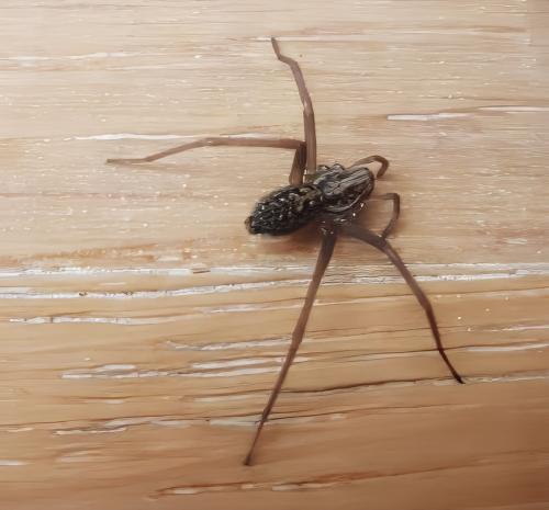 Eratigena sp.